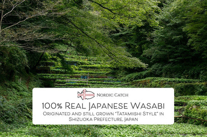 Fresh Japanese Wasabi Root + Steel Shark Grater Bundle