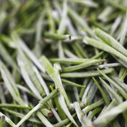 Ceylon Silver Tips Tea | Loose Leaf White Tea