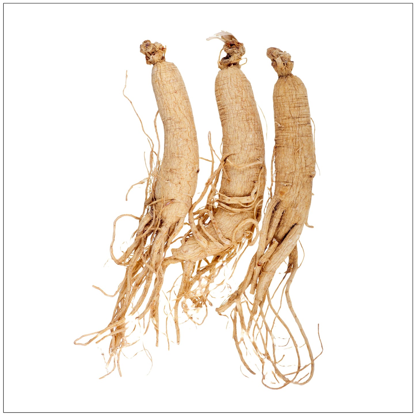 Ginseng Root