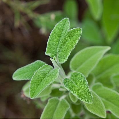 Greek Sage (Crete)