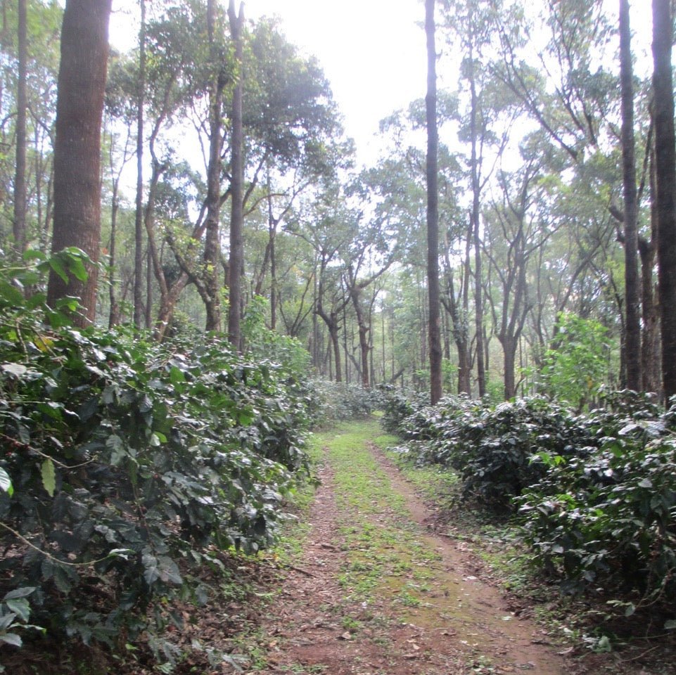 Bold | Badnekhan | Medium-Dark Roast (Whole Beans) - 6 bags x 12oz