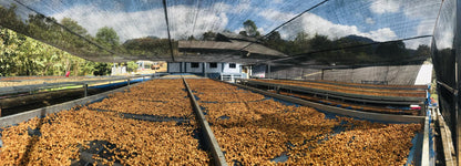 NAWIN DOI CHANG WASHED