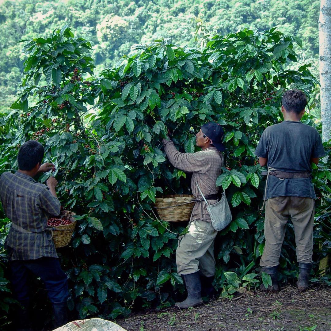 Nossa Familia Coffee Guatemala - Finca San Jerónimo Miramar