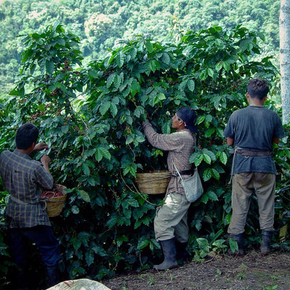 Nossa Familia Coffee Guatemala - Finca San Jerónimo Miramar