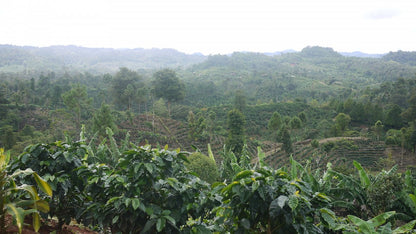 Nossa Familia Coffee Nicaragua - Finca San Jose de las Nubes - Natural Process