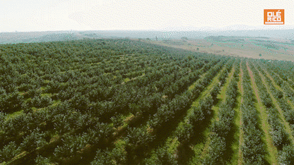 Pasilla Chile Powder Shaker