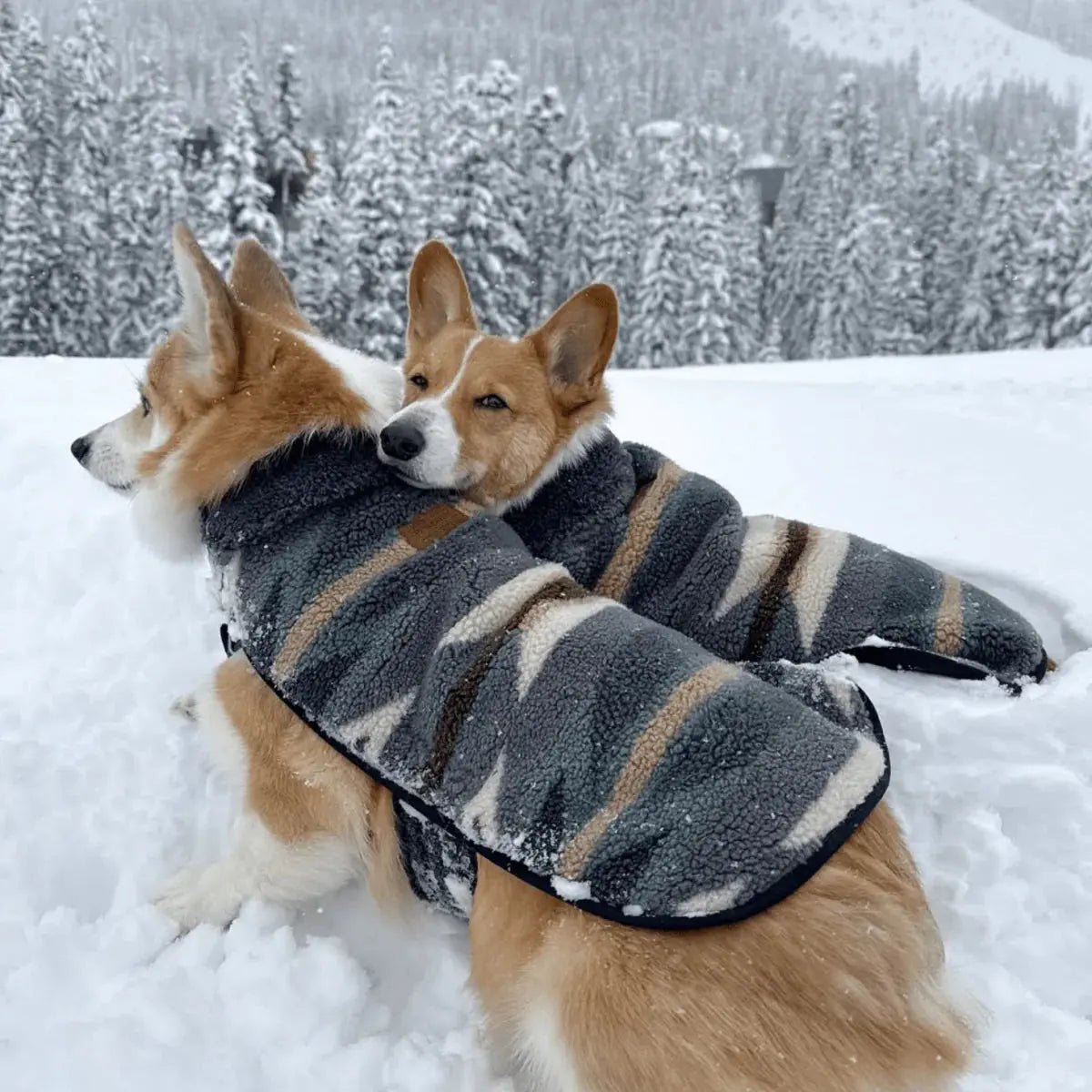 Pendleton Dog Coat