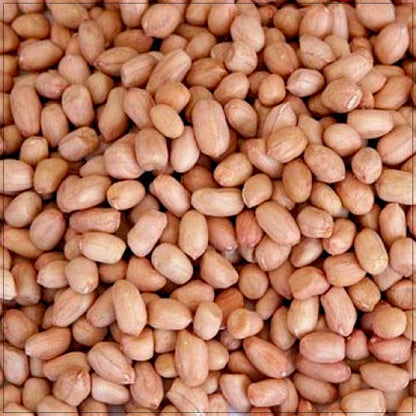 Red Skin Raw Peanuts