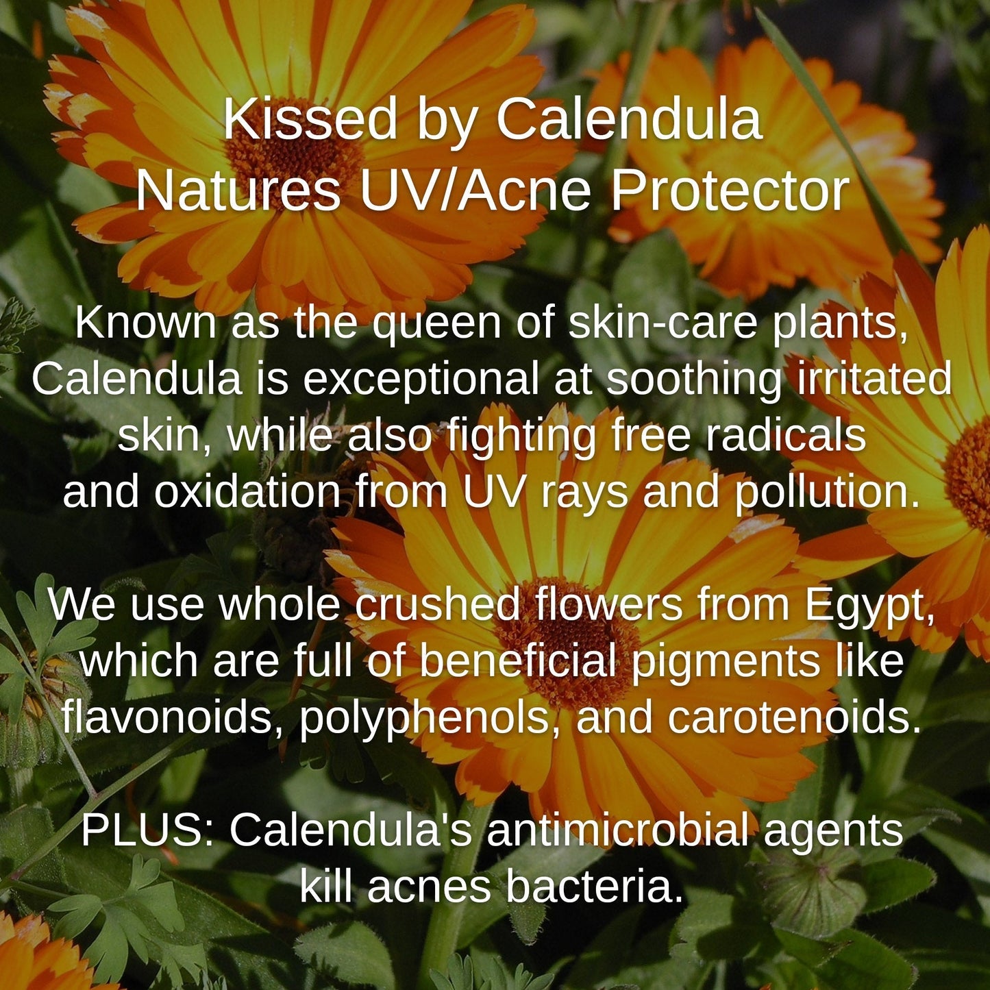 Shwally - For Home and Play Shwally Tallow & Calendula Face & Body Balm