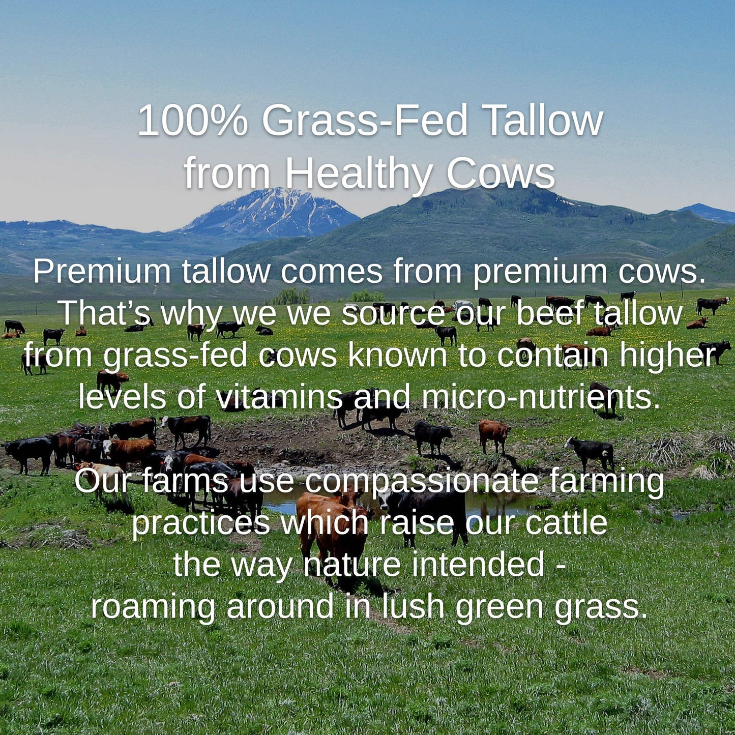 Shwally - For Home and Play Shwally Tallow & Squalane Noncomedogenic Face Balm