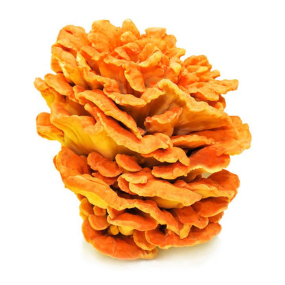 Mush Hub Dried Wild Mushrooms Assortment