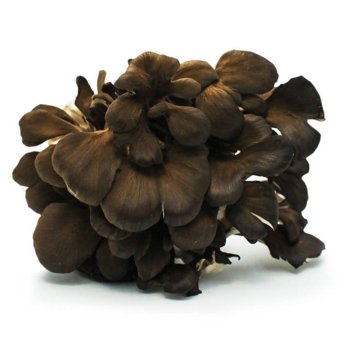 Kuro Maitake