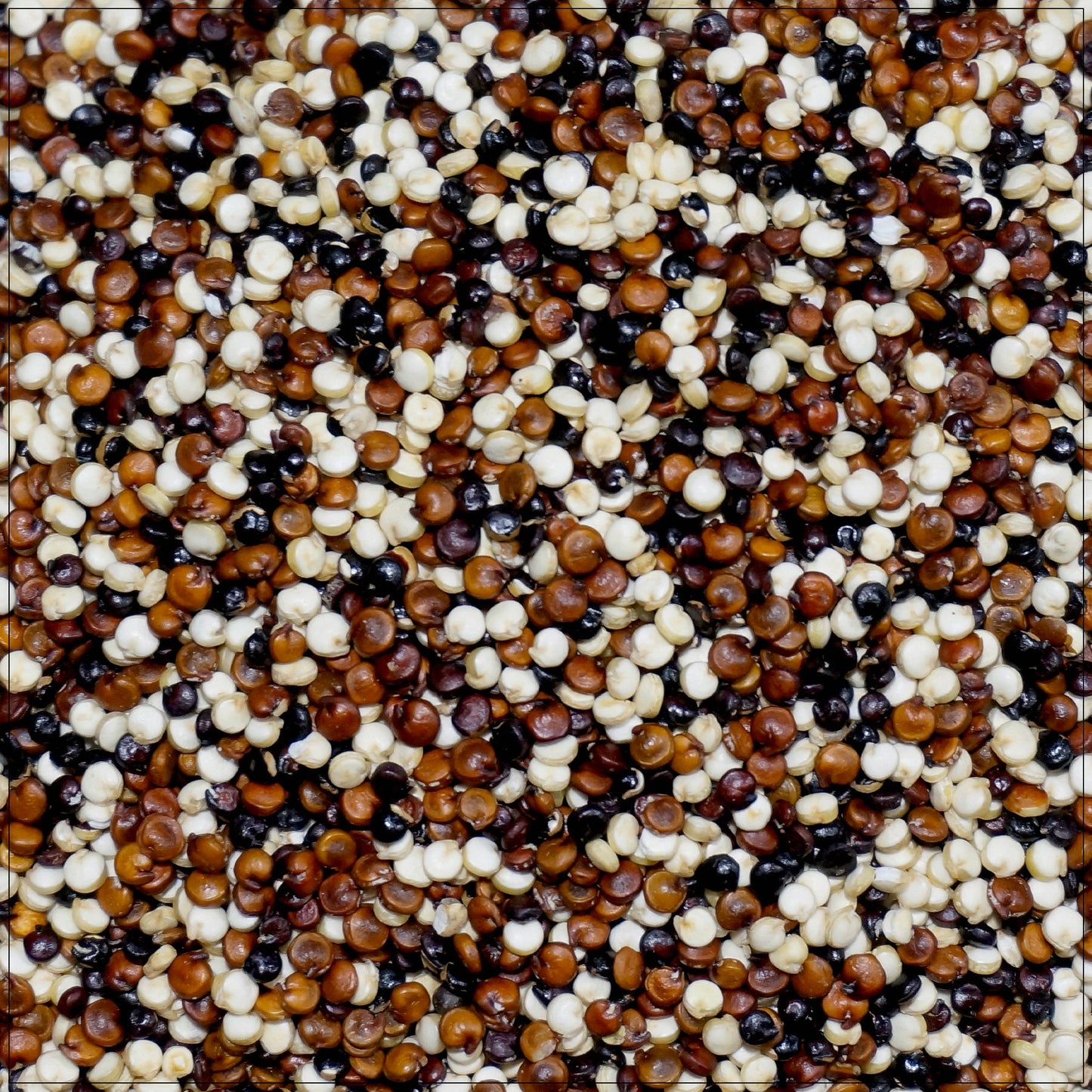 Tri-Color Quinoa