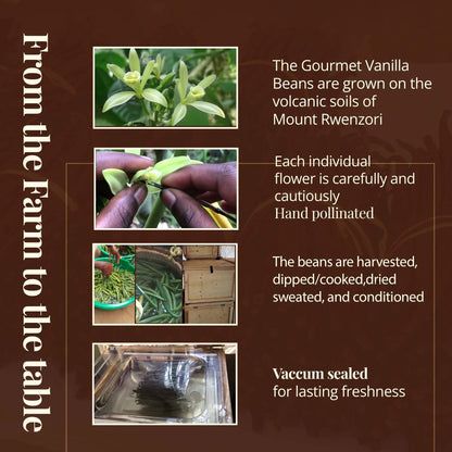 Grade A Vanilla Beans (25 Pack) Baking & Extract Use