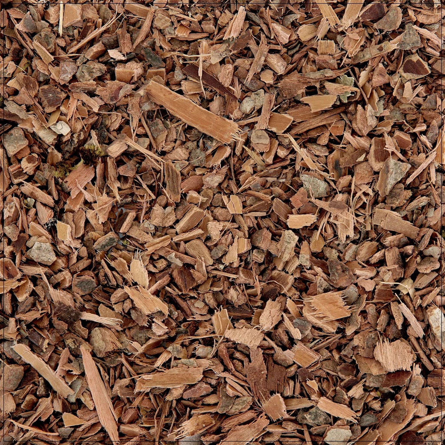 Witch Hazel Bark